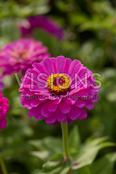 Zinnia elegans Benary’s Giant Purple