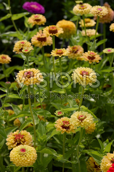 Zinnia elegans Queen Lemon Peach Zinnia elegans Queen Lemon Peach