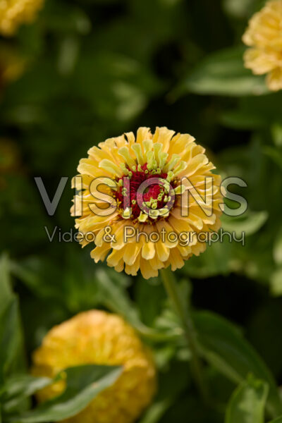 Zinnia elegans Queen Lemon Peach