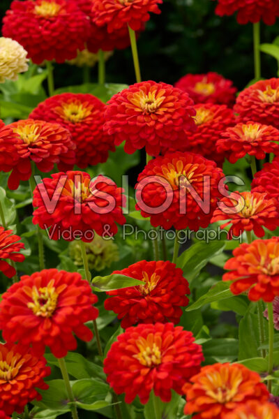 Zinnia elegans Uproarâ„¢ Scarlet Zinnia elegans Uproarâ„¢ Scarlet