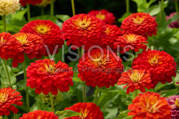 Zinnia elegans Uproarâ„¢ Scarlet Zinnia elegans Uproarâ„¢ Scarlet