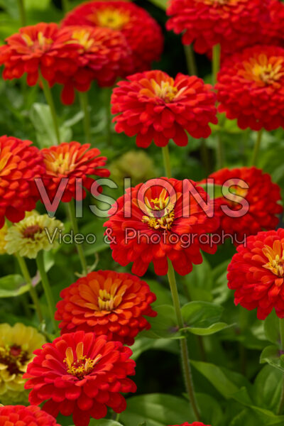 Zinnia elegans Uproar™ Scarlet