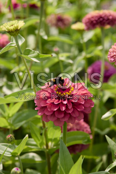 Zinnia elegans Queen Red Lime