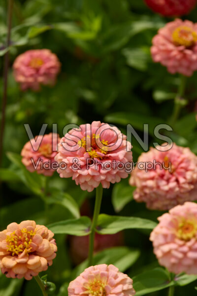 Zinnia elegans Oklahoma Salmon