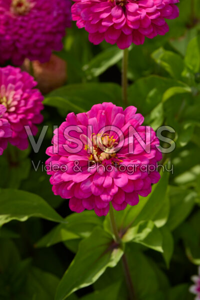 Zinnia elegans Uproar™ Rose Zinnia elegans Uproar™ Rose
