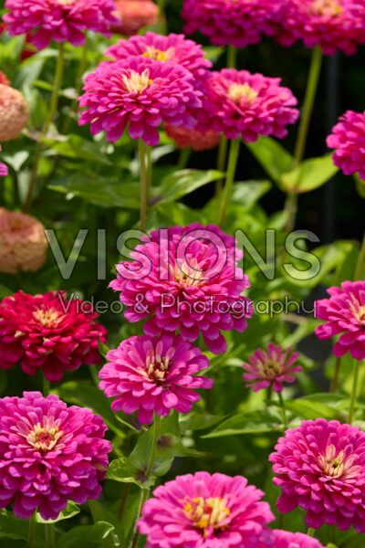 Zinnia elegans Uproarâ„¢ Rose Zinnia elegans Uproarâ„¢ Rose