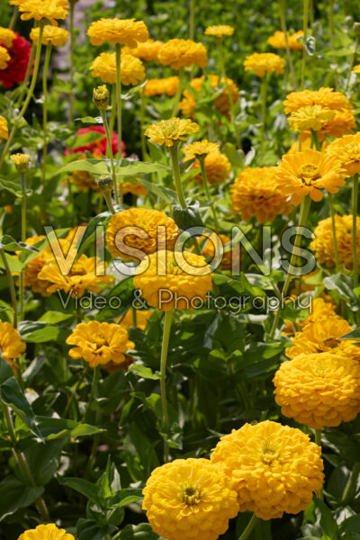Zinnia elegans Benary’s Giant Golden Yellow 