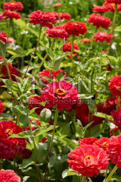 Zinnia elegans Benary’s Giant Coral Zinnia elegans Benary’s Giant Coral
