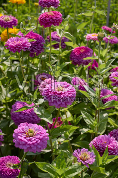 Zinnia elegans Benary’s Giant Lilac