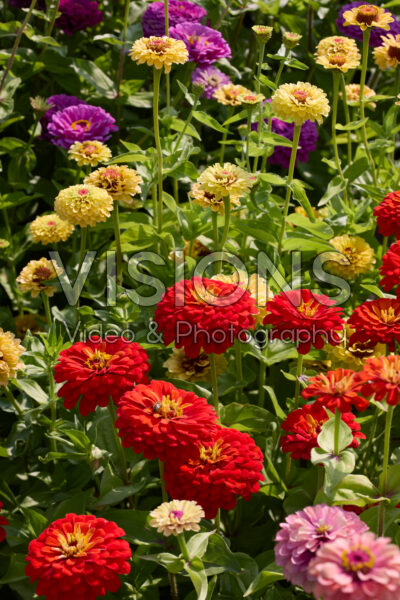 Zinnia gemengd Zinnia gemengd
