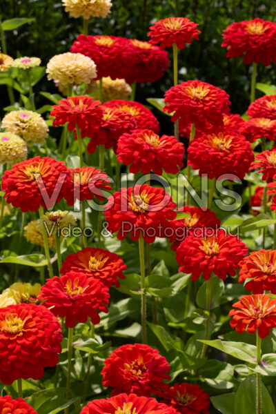 Zinnia elegans Uproar™ Scarlet