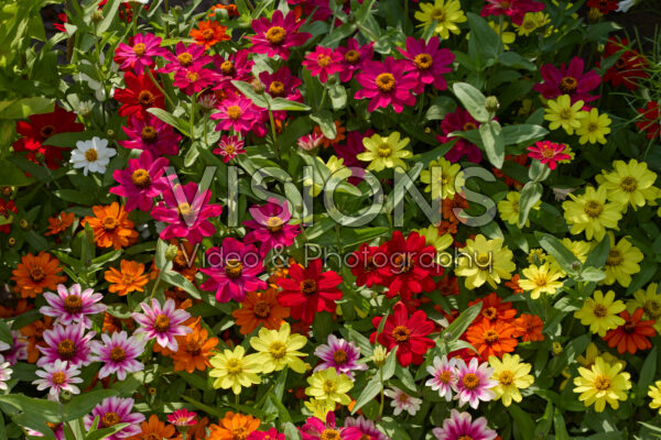 Zinnia x hybrida Profusion Single Mix Zinnia x hybrida Profusion Single Mix