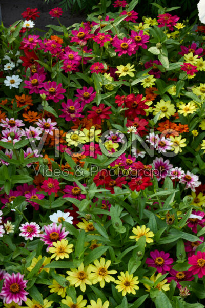 Zinnia x hybrida Profusion Single Mix Zinnia x hybrida Profusion Single Mix