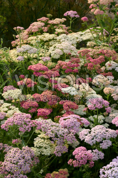 Achillea millefolium Summer Pastels Mix