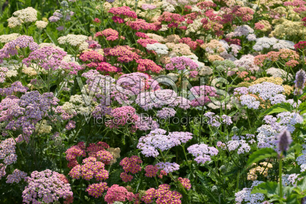 Achillea millefolium Summer Pastels Mix Achillea millefolium Summer Pastels Mix