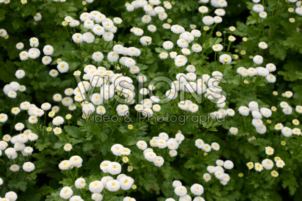 Chrysanthemum Vegmo Snowball