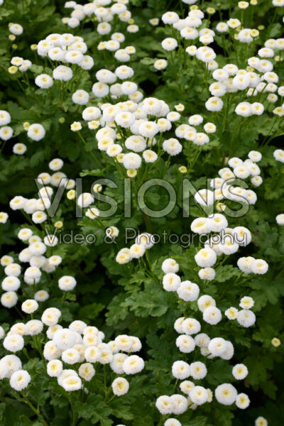 Chrysanthemum Vegmo Snowball Chrysanthemum Vegmo Snowball