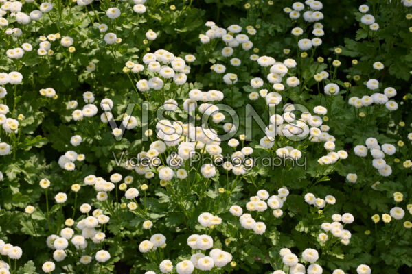 Chrysanthemum Vegmo Snowball Chrysanthemum Vegmo Snowball