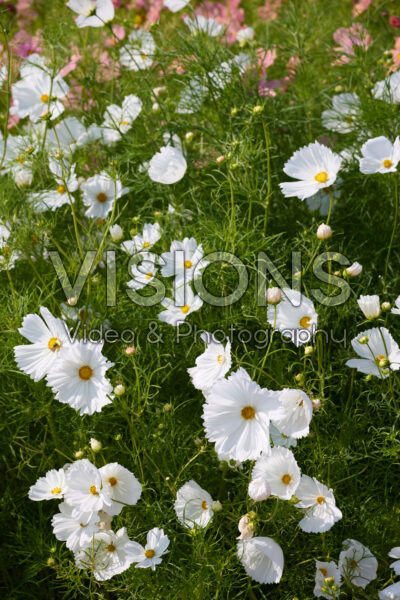 Cosmos bipinnatus Cupcakes White Cosmos bipinnatus Cupcakes White