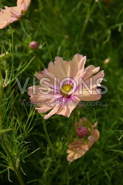 Cosmos bipinnatus Apricotta
