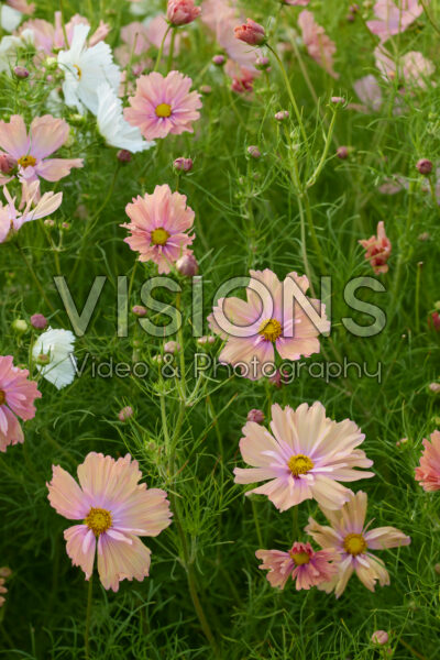 Cosmos bipinnatus Apricotta Cosmos bipinnatus Apricotta