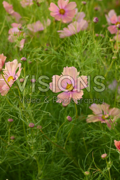 Cosmos bipinnatus Apricotta Cosmos bipinnatus Apricotta