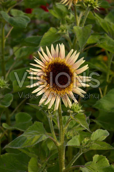 Helianthus annuus Astra Rose