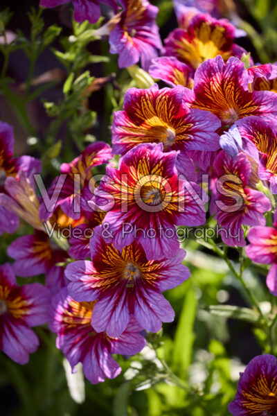 Salpiglossis sinuata Royale Purple Bicolor