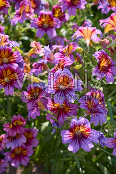 Salpiglossis sinuata Royale Purple Bicolor Salpiglossis sinuata Royale Purple Bicolor