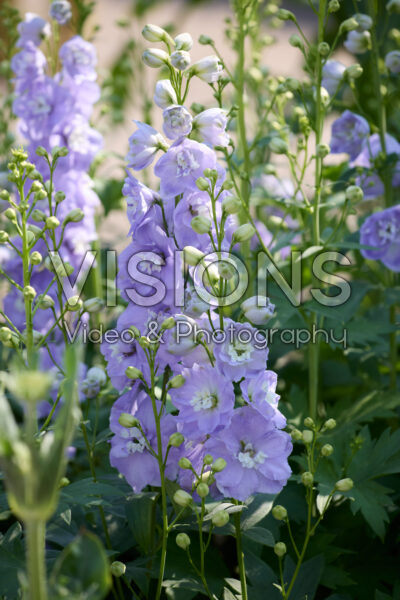 Delphinium elatum Aurora Lavender
