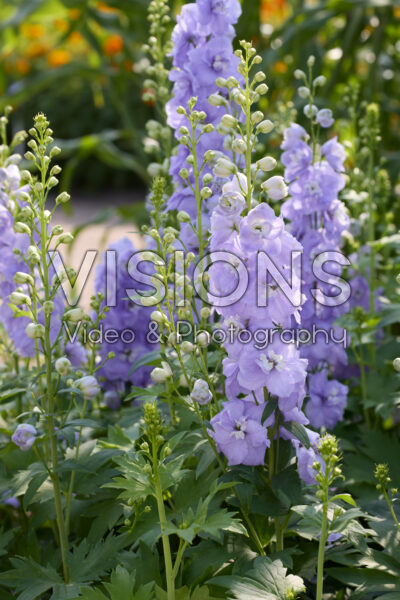 Delphinium elatum Aurora Lavender