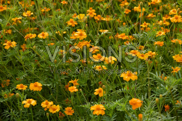 Tagetes patula Ground Control