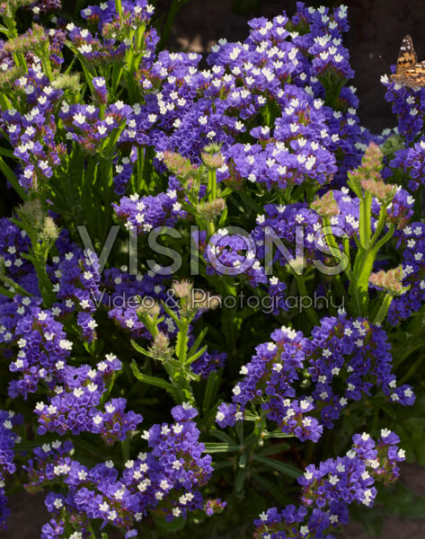 Limonium sinuatum Hipster Blue Limonium sinuatum Hipster Blue