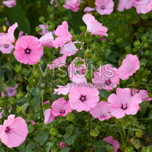 Lavatera trimestris Silver Cup