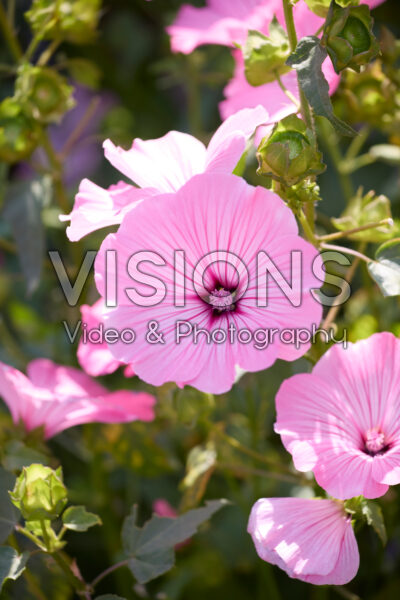 Lavatera trimestris Silver Cup Lavatera trimestris Silver Cup