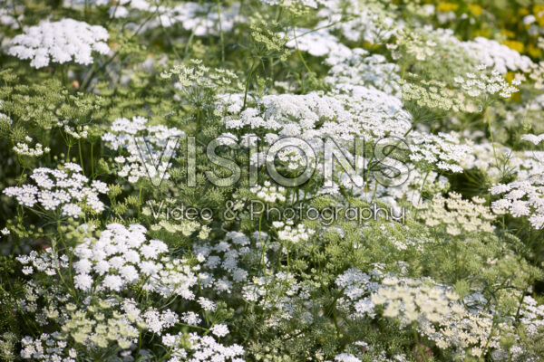 Ammi majus Queen of Africa