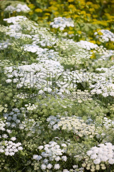 Ammi majus Queen of Africa Ammi majus Queen of Africa
