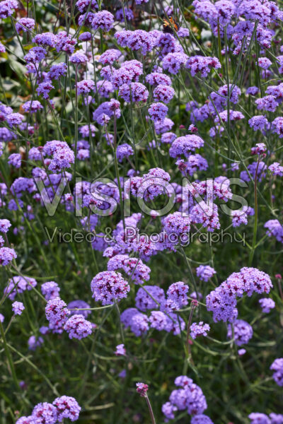 Verbena bonariensis Vanity