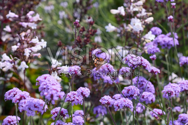 Verbena bonariensis Vanity
