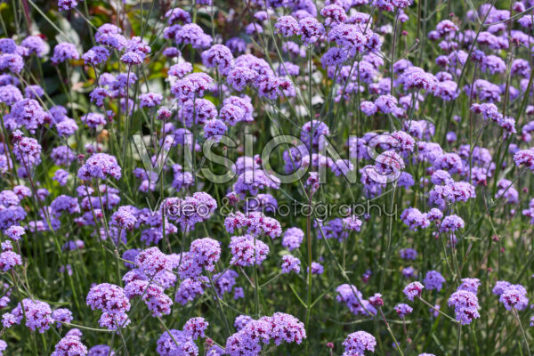 Verbena bonariensis Vanity