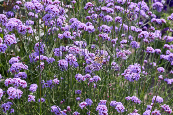 Verbena bonariensis Vanity Verbena bonariensis Vanity