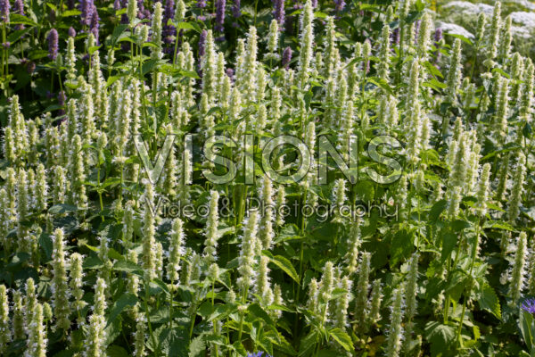 Agastache Liquorice White
