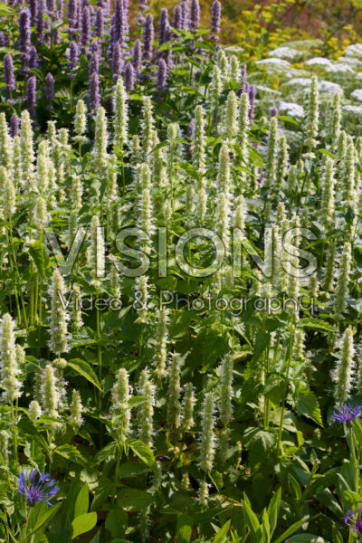 Agastache Liquorice White Agastache Liquorice White