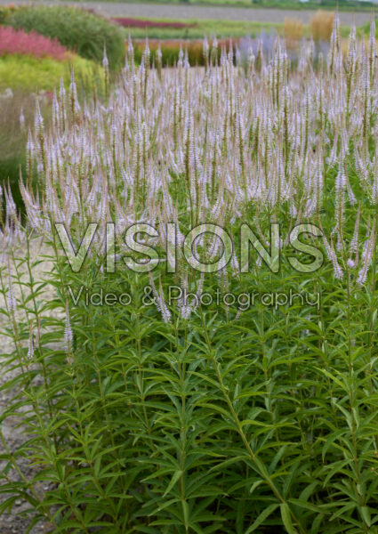 Veronicastrum virginicum Veronicastrum virginicum