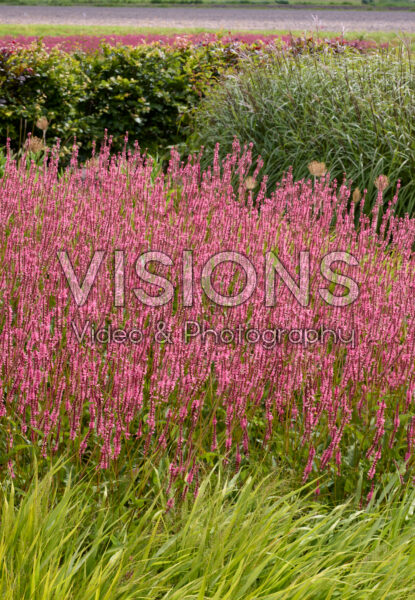 Persicaria amplexicaulis