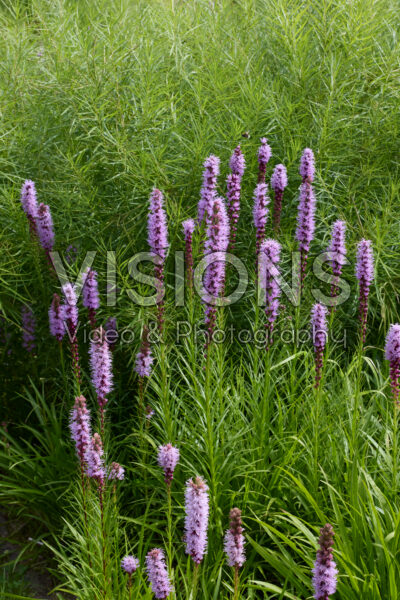 Liatris spicata
