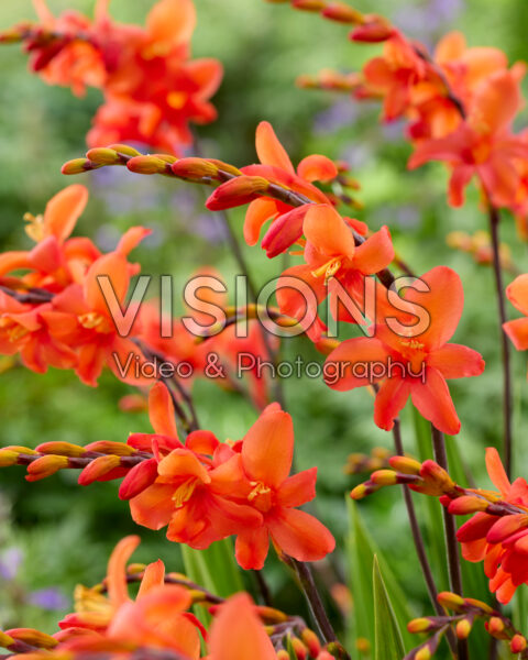 Crocosmia Coral