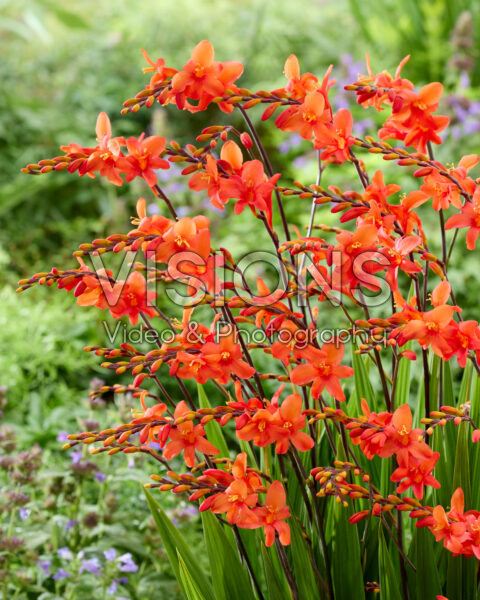 Crocosmia Coral