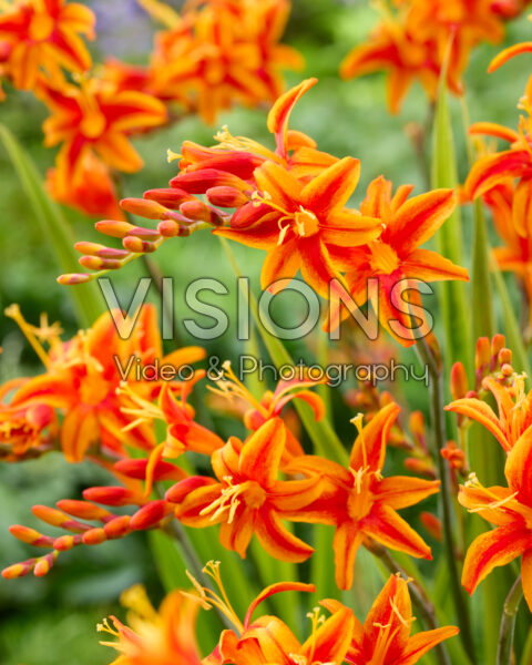 Crocosmia Stars and Stripes Crocosmia Stars and Stripes