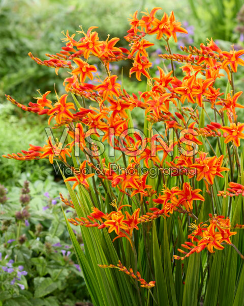 Crocosmia Stars and Stripes